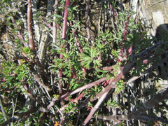 Pelargonium karooicum