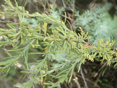Artemisia abrotanum