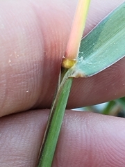 Bothriochloa longipaniculata