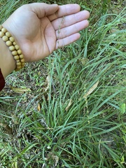 Chasmanthium sessiliflorum