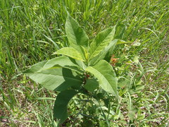 Triosteum aurantiacum