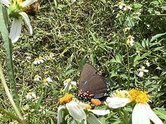 Atlides halesus