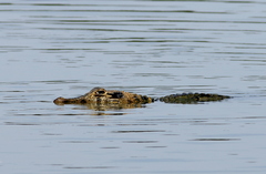 Melanosuchus niger