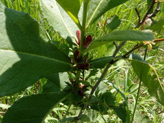 Triosteum aurantiacum