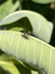Nysius