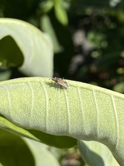 Nysius