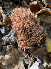 Clavulina cinerea