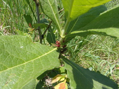 Triosteum aurantiacum