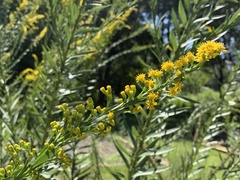 Solidago mexicana