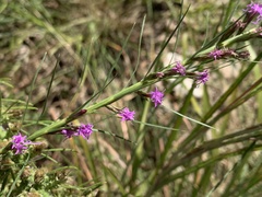 Liatris acidota
