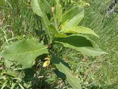 Triosteum aurantiacum