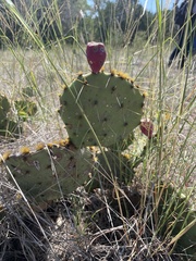 Opuntia lindheimeri