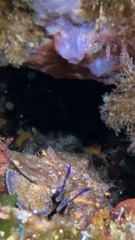 Scyllarides latus