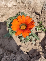 Asteraceae