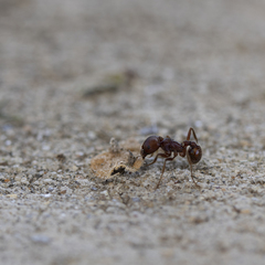 Pogonomyrmex barbatus