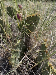 Opuntia lindheimeri
