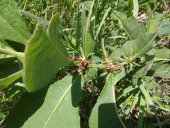 Triosteum aurantiacum