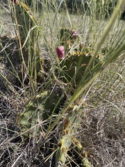 Opuntia lindheimeri