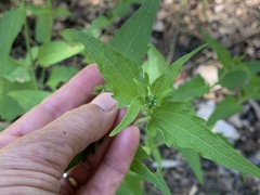 Chromolaena odorata