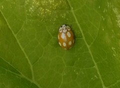 Calvia decemguttata