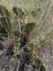 Opuntia lindheimeri