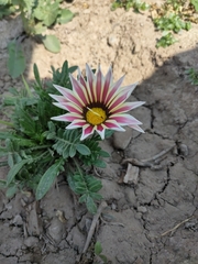 Asteraceae