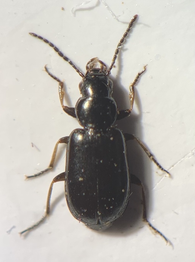 Acupalpus brunnipes