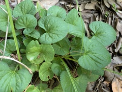 Viola missouriensis