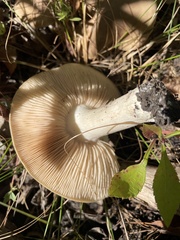 Agaricomycetidae