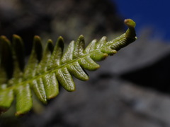 Pteridium aquilinum decompositum
