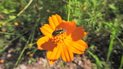 Acmaeodera scalaris