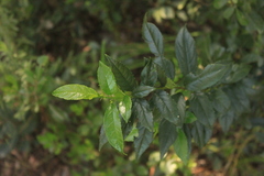 Rhamnus prinoides