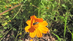 Acmaeodera scalaris