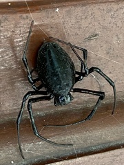 Nephilingis cruentata