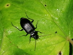 Nebria brevicollis