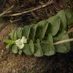 Evolvulus prostratus