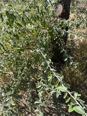 Cotoneaster pannosus