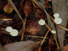 Marasmius epiphyllus