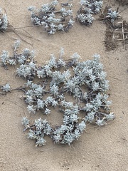 Artemisia stelleriana