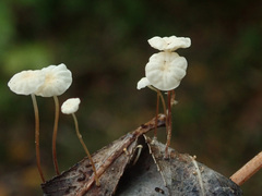 Marasmius epiphyllus