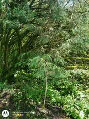 Cupressus lusitanica