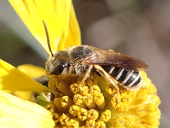 Odontalictus