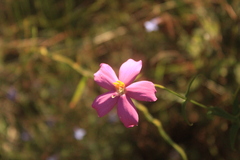Chironia melampyrifolia