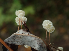 Marasmius epiphyllus