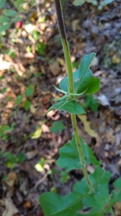 Triosteum perfoliatum