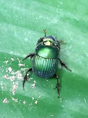 Chalcocopris hesperus