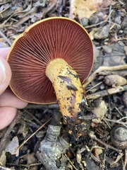 Cortinarius semisanguineus