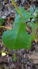 Triosteum perfoliatum