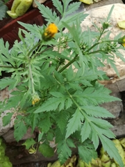Bidens bipinnata