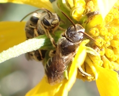 Odontalictus